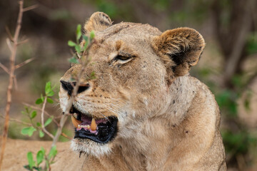 lion, femelle, lionne, Panthera leo, Afrique