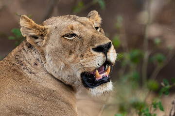 lion, femelle, lionne, Panthera leo, Afrique