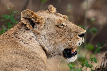 lion, femelle, lionne, Panthera leo, Afrique