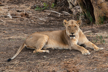 lion, femelle, lionne, Panthera leo, Afrique