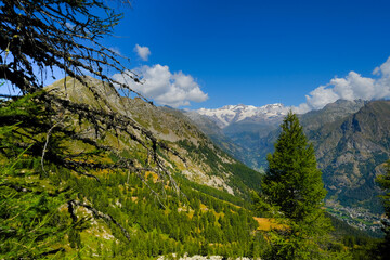 paesaggio di montagna con alberi e cime in lontananza