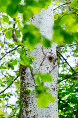 Nest of Eurasian nuthatch or wood nuthatch - Trepador azul (Sitta europaea), Sierra de Guadarrama, Madrid, Spain, Europe