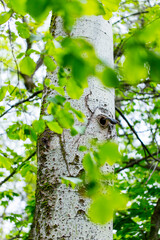 Obraz premium Nest of Eurasian nuthatch or wood nuthatch - Trepador azul (Sitta europaea), Sierra de Guadarrama, Madrid, Spain, Europe