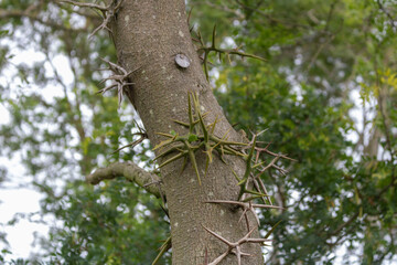 thorns of honey locust Gleditsia.