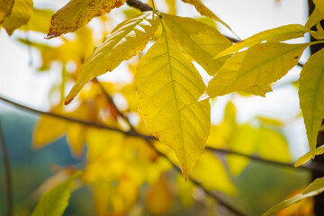 yellow autumn foliage on a light green background