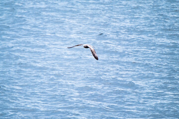Fototapeta na wymiar Seagull flying in the cloudy irish sky