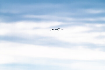 Seagull flying in the cloudy irish sky