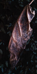 Vertical close-up of dark brown shrunken dried Catalpa leaf,resembling cloak,on blurred background of fallen leaves.Hello autumn trend colors.Natural concept of seasonal loneliness,sadness,mortality