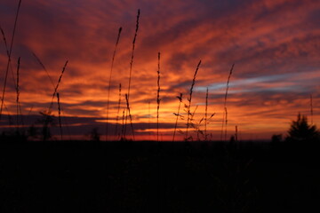 Grashalme mit rotten Himmel vor dem Sonnenaufgang