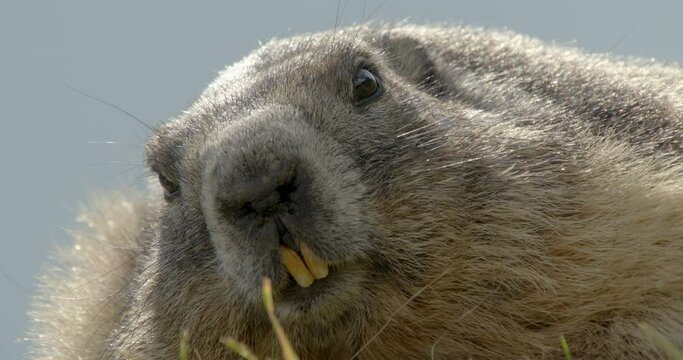 Alpine marmot staring at camera