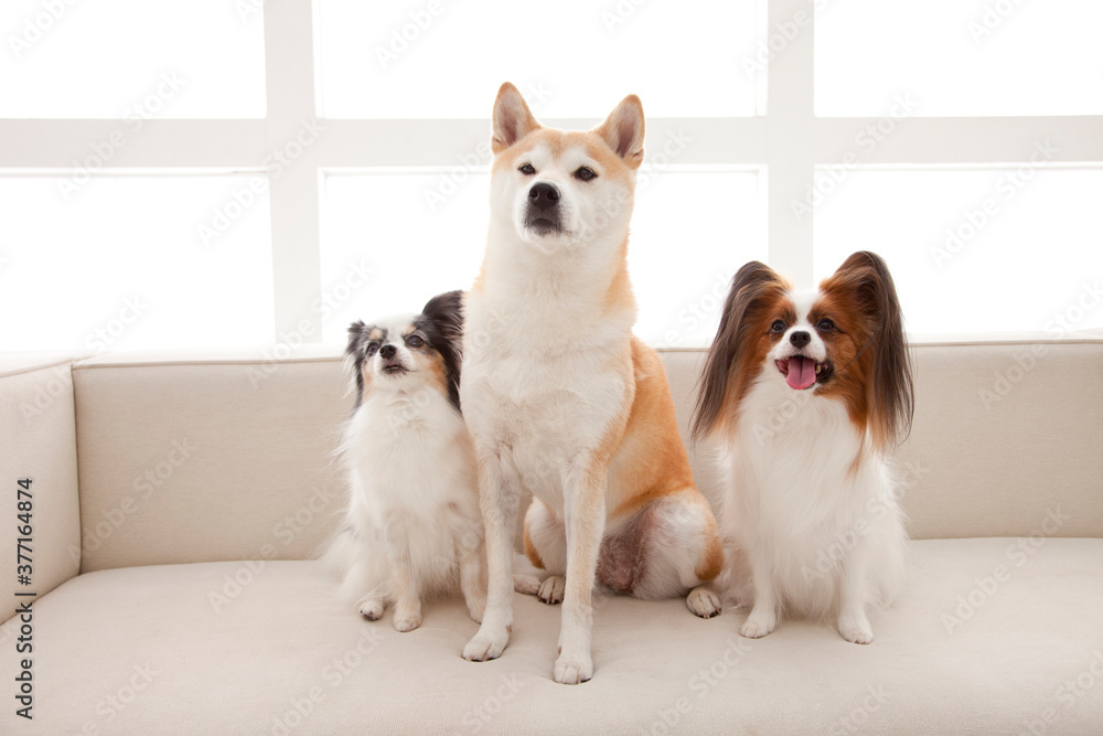 Poster 柴犬とパピヨン