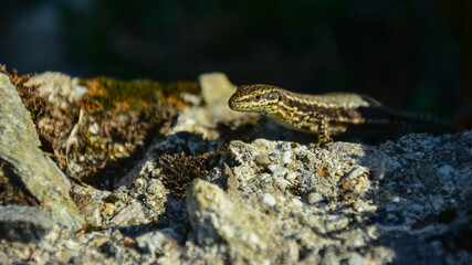 Small lizard sunbathing on top of a rock in Carpathiam Mountains, Romania