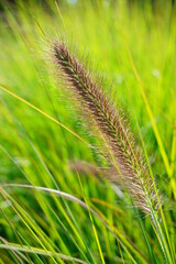  ornamental grass - Pennisetum alopecuroides -  Pennisetum Viridescens