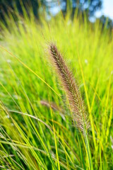  ornamental grass - Pennisetum alopecuroides -  Pennisetum Viridescens