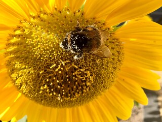 Hummel auf der Sonnenblume voller Pollen 