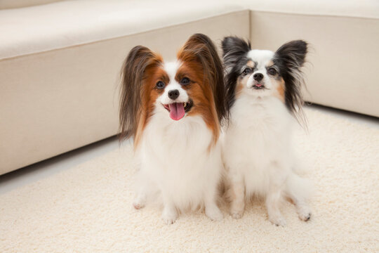 パピヨン」の写真素材 | 72,977件の無料イラスト画像 | Adobe Stock