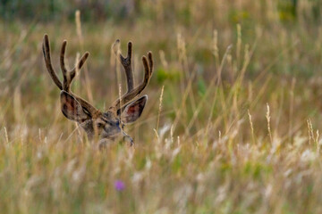 A Buck In The Grass