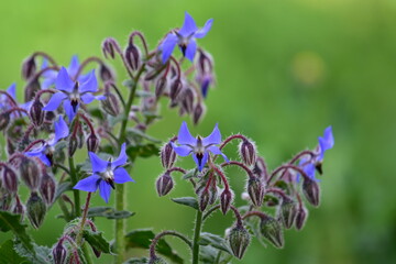 Fiori di boragine