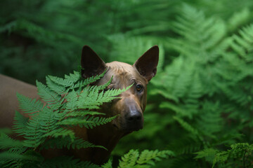 Fototapeta premium dog peeks out of the leaves. Thai Ridgeback in nature, in the forest