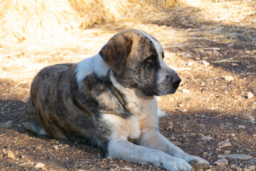 Masitin espa&ntilde;ol