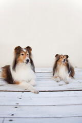 シェットランド・シープドッグ2匹