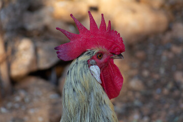 Gallinas  de raza Andaluza -Espa&ntilde;a