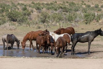 Fototapeta na wymiar Wild Horses at a Waterhole in the Desert