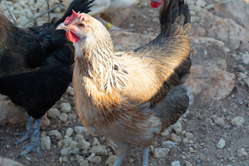 Gallinas  de raza Andaluza -España