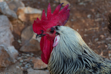 Gallinas  de raza Andaluza -España