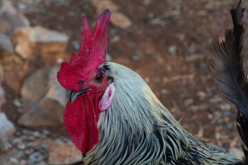 Gallinas  de raza Andaluza -España