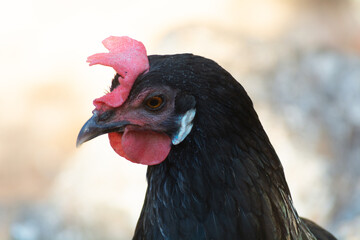 Gallinas  de raza Andaluza -España