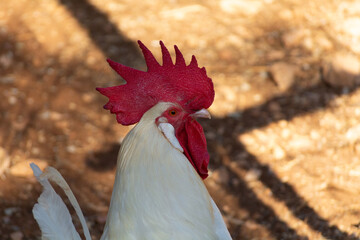 Gallinas  de raza Andaluza -España