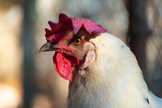 Gallinas  de raza Andaluza -Espa&ntilde;a