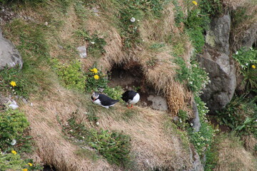 Puffin colony in northern Iceland in summer 2020