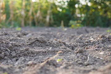 soil
