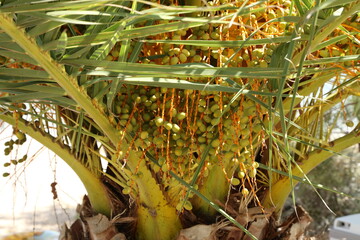 Date palm fruits ripen on the tree