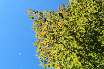 Low angle view of tree leaves with blue sky