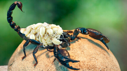 Scorpion being a great  parents eggs / Escorpion con huevos en su espalda 