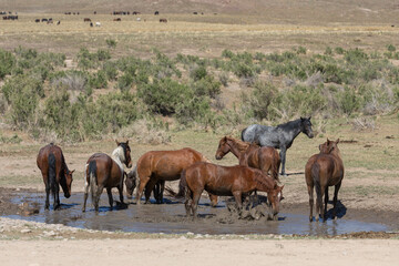 Fototapeta premium Wild Horses at a Waterhole in the Desert
