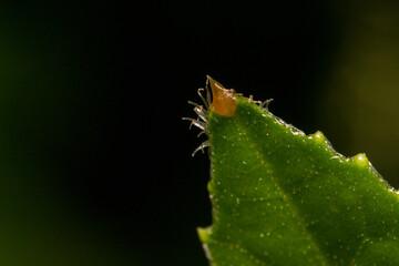 green  leaf