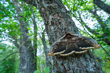 GIANT PEACOCK MOTH - GRAN PAVON o PAVON NOCTURNO (Saturnia pyri), also called the great peacock moth, giant emperor moth, or Viennese emperor, Sierra de Guadarrama, Madrid, Spain, Europe