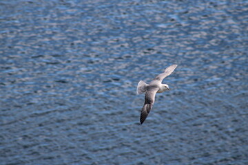 Black-legged Kittiwake (seagull) flying across the Atlantic Ocean at the coast of Iceland 