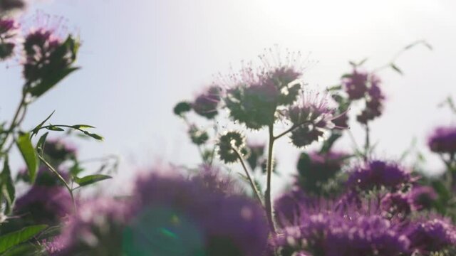 A field full of purple flowers in day light
