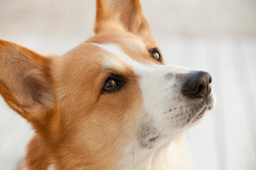 ウェルシュ・コーギー・ペンブローク