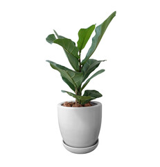Fiddle Fig Tree with White Ceramic Pot on White