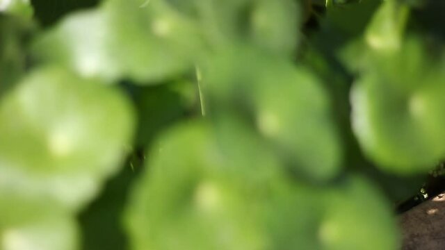 Gotu kola tree or Asiatic pennywort or Indian pennywort
