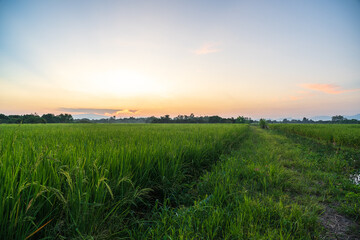 The sun shone on the fields covered with rice growing out. When the sunset in the evening.
