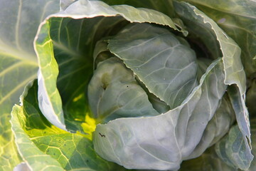 head of cabbage