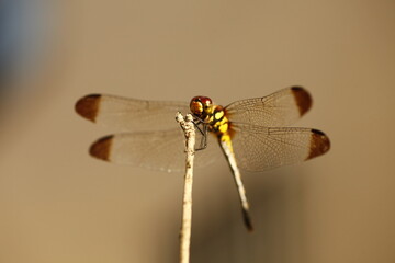 木の枝に止まるトンボ