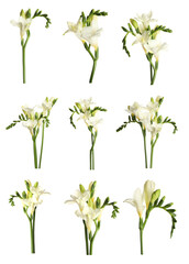 Set with beautiful fragrant freesia flowers on white background